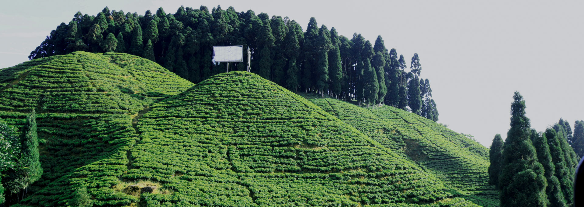 darjeeling-photo